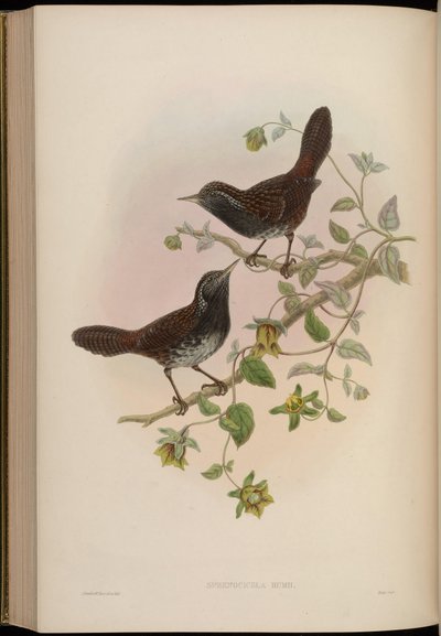 Sphenocichla humii by John Gould